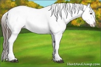 Horse Color:Liver Chestnut Sabino Splash Appaloosa
