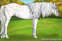 Horse Color:Palomino Pearl Blanket Rabicano 