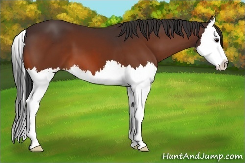 Horse Color:Bay Sabino Splash