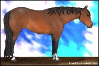 Horse Color:Bay Sabino