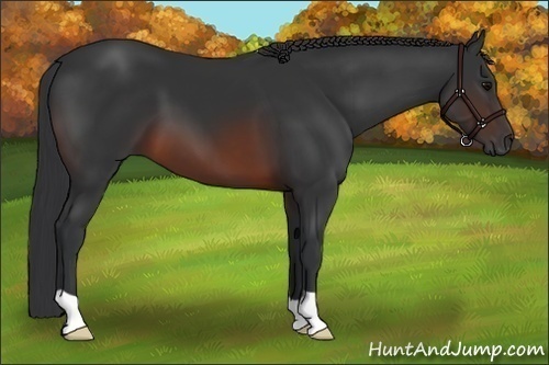 Horse Color:Brown 