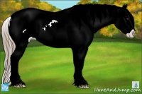Horse Color:Liver Chestnut Sabino Appaloosa 