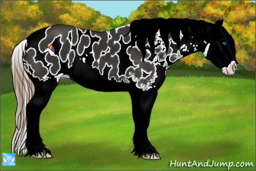 Horse Color:Liver Chestnut Splash Appaloosa