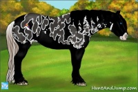 Horse Color:Liver Chestnut Splash Appaloosa 