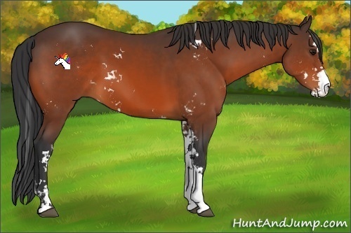 Horse Color:Bay Sabino 