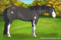 Horse Color:Black Sabino