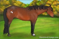 Horse Color:Bay Sabino 