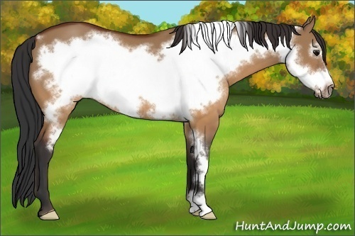 Horse Color:Brown Dun Frame 