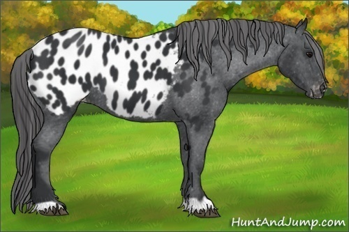 Horse Color:Black Appaloosa 
