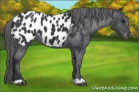 Horse Color:Black Appaloosa 