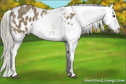 Horse Color:Chestnut Mushroom Varnish Rabicano 