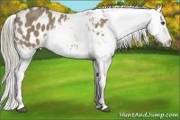 Horse Color:Chestnut Mushroom Varnish Rabicano 