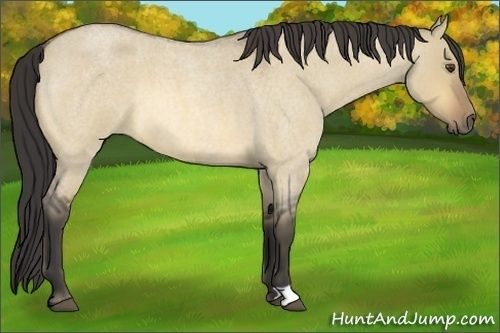 Horse Color:Buckskin Roan Dun