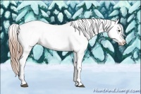 Horse Color:Chestnut Appaloosa 