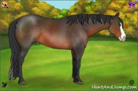 Horse Color:Brown Sabino Splash