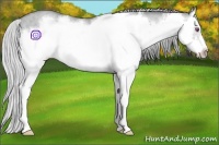 Horse Color:Silver Classic Champagne Chinchilla Dun Splash Frame 