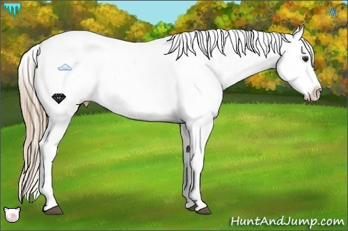 Horse Color:Chestnut Ice Sabino Appaloosa