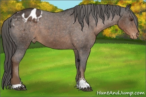 Horse Color:Liver Chestnut Sabino Appaloosa 