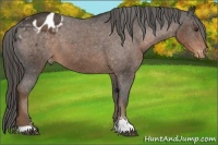 Horse Color:Liver Chestnut Sabino Varnish