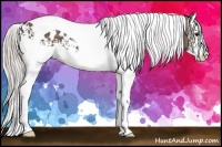 Horse Color:White Spotted Silver Black Splash Tobiano Appaloosa 