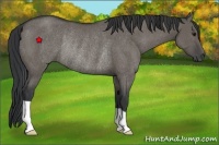 Horse Color:Grullo Rabicano 