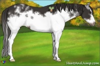 Horse Color:White Spotted Liver Chestnut Splash Frame 