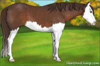Horse Color:Liver Chestnut Splash 