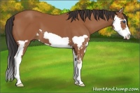 Horse Color:Bay Splash Frame 