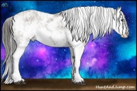 Horse Color:Grullo Sabino Splash Appaloosa Rabicano 