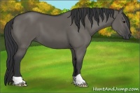 Horse Color:Grullo