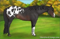 Horse Color:Brown Appaloosa Rabicano