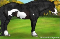 Horse Color:Brown Ice Frame 