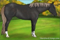 Horse Color:Liver Chestnut 