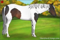 Horse Color:Brown Tobiano 
