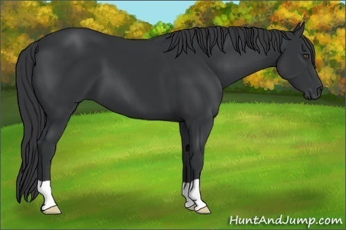 Horse Color:Black 