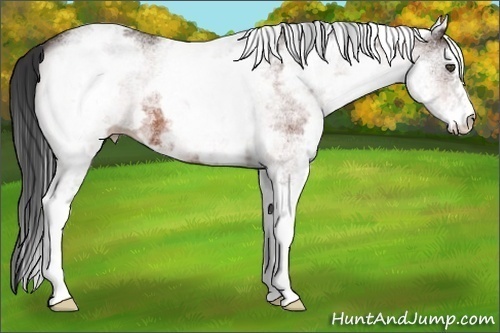 Horse Color:White Spotted Bay 