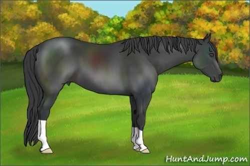 Horse Color:Black 