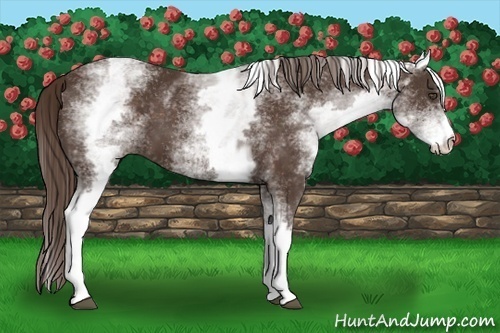 Horse Color:White Spotted Liver Chestnut