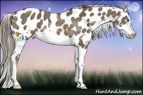 Horse Color:Liver Chestnut Splash Frame Appaloosa 