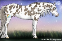 Horse Color:Liver Chestnut Splash Frame Appaloosa 