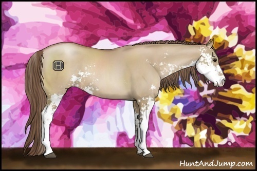 Horse Color:Grullo Pearl Sabino