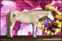 Horse Color:Grullo Pearl Sabino