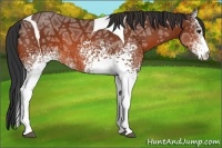 Horse Color:White Spotted Bay Ice Tobiano