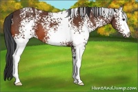 Horse Color:White Spotted Bay 
