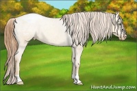 Horse Color:Gold Champagne Dun Appaloosa