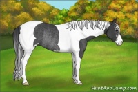 Horse Color:Black Sabino Tobiano Rabicano