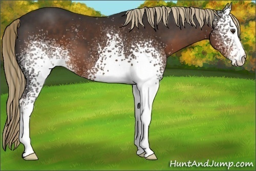 Horse Color:White Spotted Liver Chestnut 