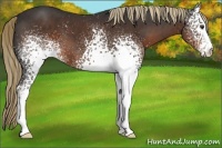 Horse Color:White Spotted Liver Chestnut 