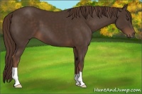 Horse Color:Liver Chestnut