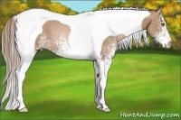 Horse Color:White Spotted Liver Chestnut Pearl Tobiano